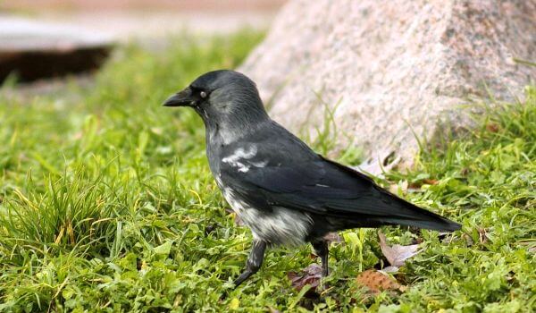 Фото: Птица галка