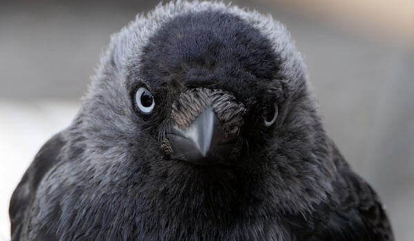 Фото: Черная галка