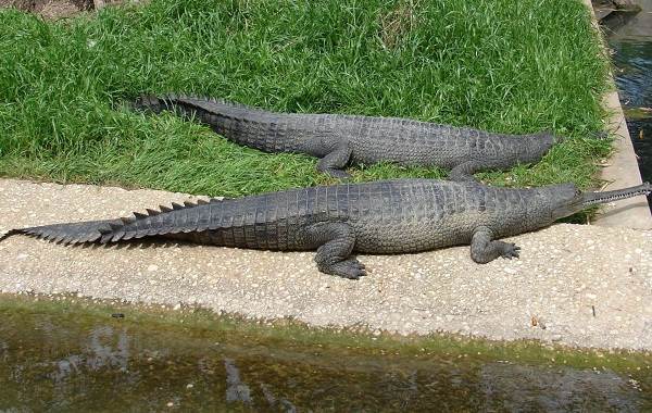 Гавиал-крокодил-Описание-особенности-виды-образ-жизни-и-среда-обитания-гавиала-13