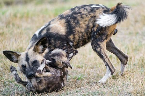 Гиеновая-собака-Описание-особенности-виды-образ-жизни-и-среда-обитания-гиеновой-собаки-10