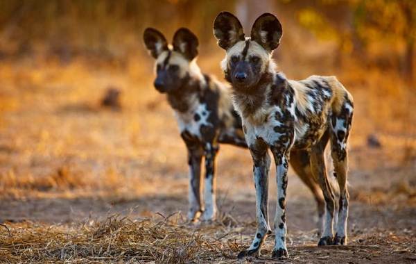 Гиеновая-собака-Описание-особенности-виды-образ-жизни-и-среда-обитания-гиеновой-собаки-4