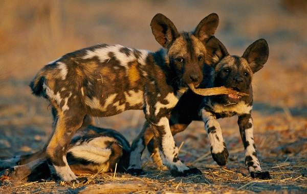 Гиеновая-собака-Описание-особенности-виды-образ-жизни-и-среда-обитания-гиеновой-собаки-9