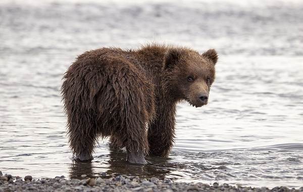 Гризли-медведь-Описание-особенности-виды-образ-жизни-и-среда-обитания-гризли-10