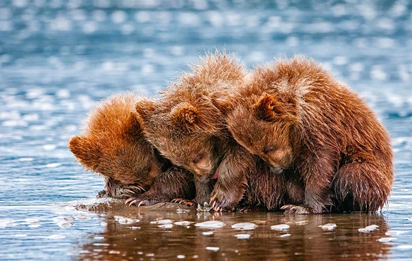 Гризли-медведь-Описание-особенности-виды-образ-жизни-и-среда-обитания-гризли-15