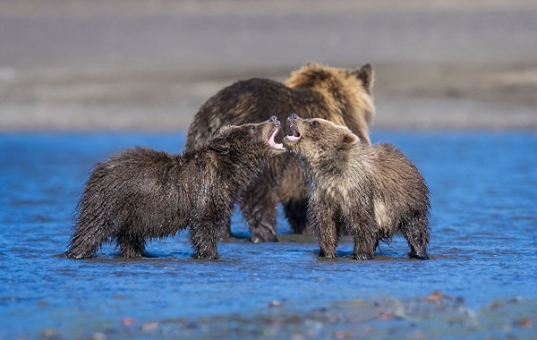 Гризли-медведь-Описание-особенности-виды-образ-жизни-и-среда-обитания-гризли-16