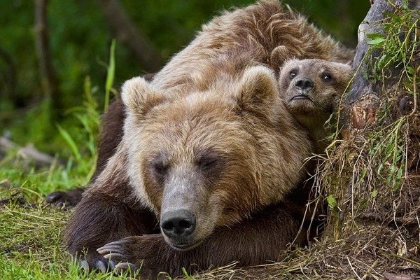 Гризли-медведь-Описание-особенности-виды-образ-жизни-и-среда-обитания-гризли-17