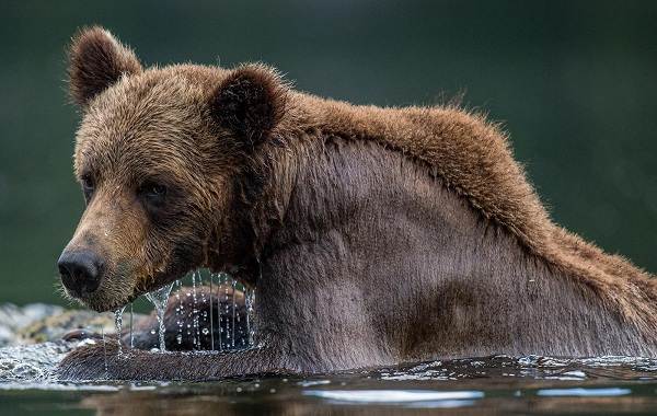 Гризли-медведь-Описание-особенности-виды-образ-жизни-и-среда-обитания-гризли-6