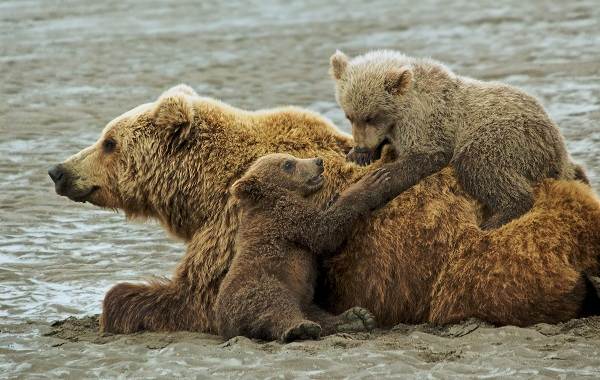 Гризли-медведь-Описание-особенности-виды-образ-жизни-и-среда-обитания-гризли-9