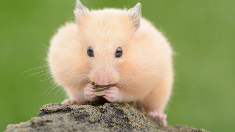 Грызуны: список видов с названиями