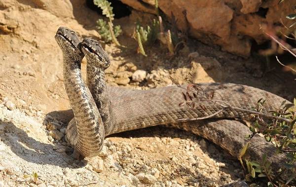 Гюрза-змея-Описание-особенности-виды-образ-жизни-и-среда-обитания-гюрзы-16