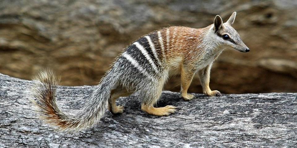 Сумчатый муравьед Намбат: описание, как выглядит, чем питается