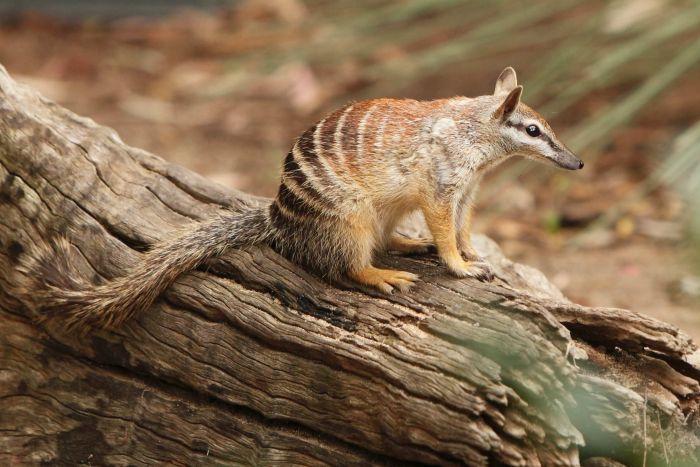 Сумчатый муравьед Намбат: описание, как выглядит, чем питается