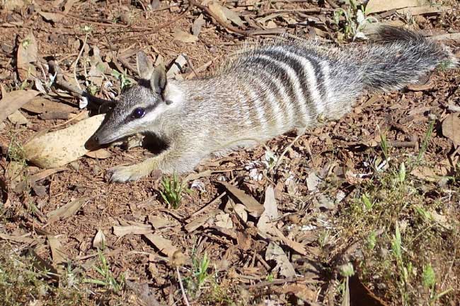 Сумчатый муравьед Намбат: описание, как выглядит, чем питается