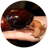 immakulyata-smitti-8088375