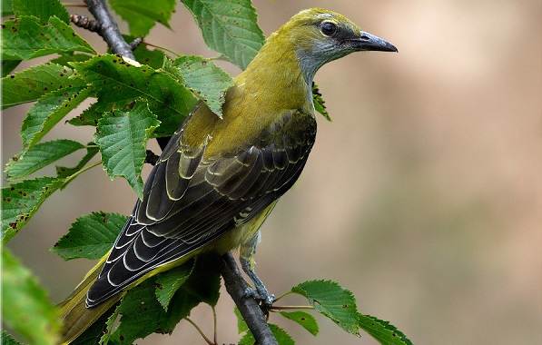 Иволга-птица-Описание-особенности-виды-образ-жизни-и-среда-обитания-иволги-12