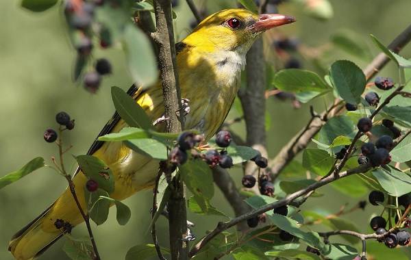 Иволга-птица-Описание-особенности-виды-образ-жизни-и-среда-обитания-иволги-14