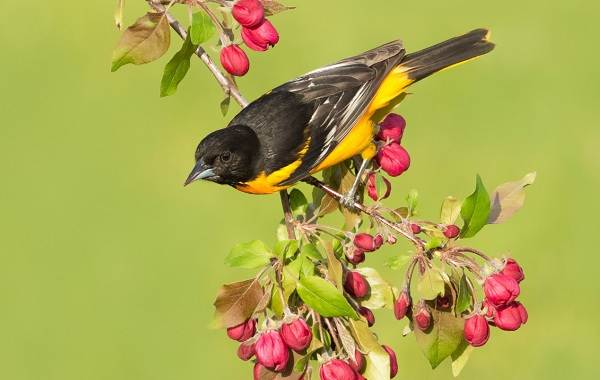 Иволга-птица-Описание-особенности-виды-образ-жизни-и-среда-обитания-иволги-16