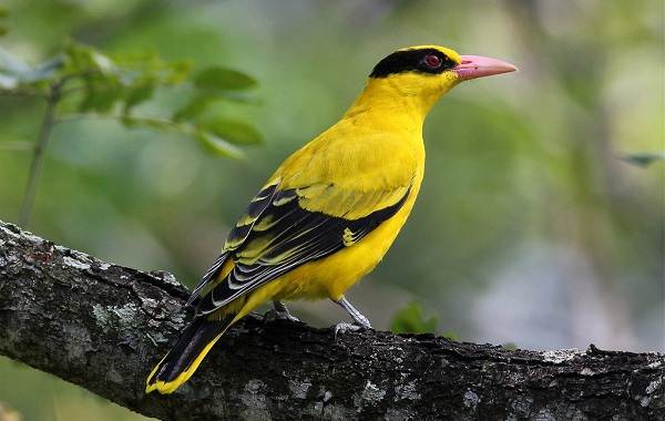 Иволга-птица-Описание-особенности-виды-образ-жизни-и-среда-обитания-иволги-9