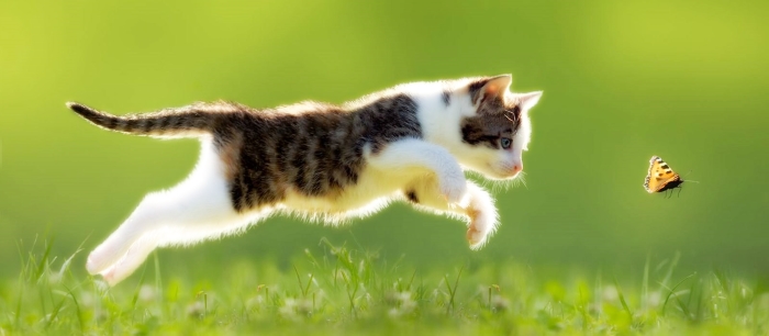 Продолжительность жизни кошки зависит от ее качества Продолжительность жизни кошки