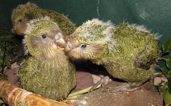 Какапо-попугай-описание-особенности-вид-образ жизни-и-среда обитания-какапо-15