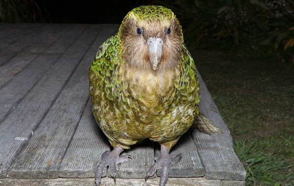 Какапо-попугай-описание-особенности-вид-образ жизни-и-среда обитания-какапо-6