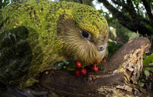 Какапо-попугай-описание-особенности-вид-образ жизни-и-среда обитания-какапо-7