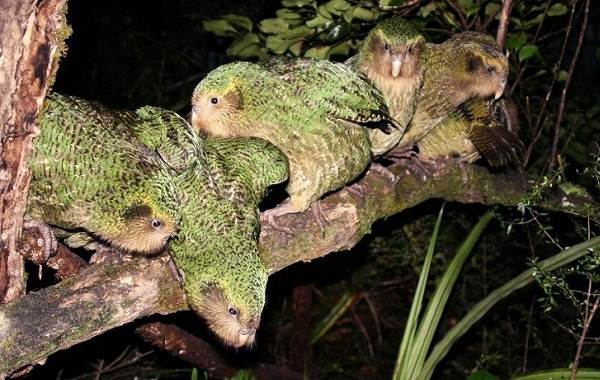 Какапо-попугай-описание-особенности-вид-образ жизни-и-среда обитания-какапо-9