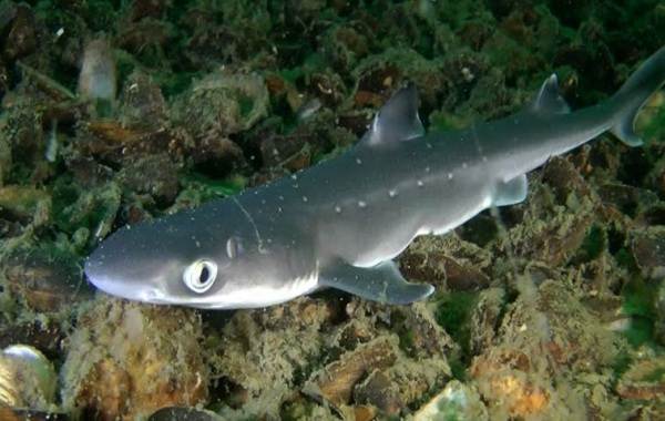 Катран-акула-Описание-особенности-виды-образ-жизни-и-среда-обитания-катрана-7