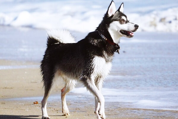 одиннадцать