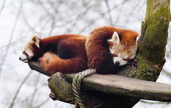 Красная панда