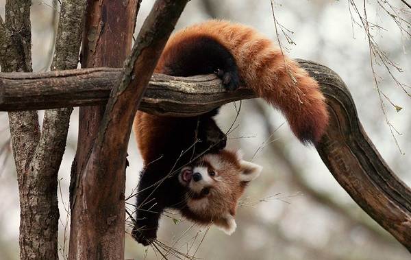 Красная панда