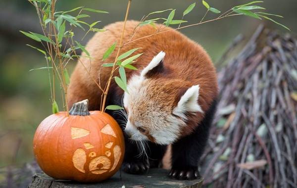 Красная панда