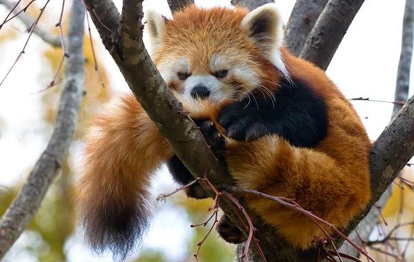 Красная-панда-животное-Описание-особенности-виды-образ-жизни-и-среда-обитания-панды-2