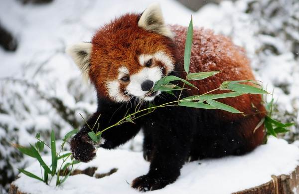 Красная панда