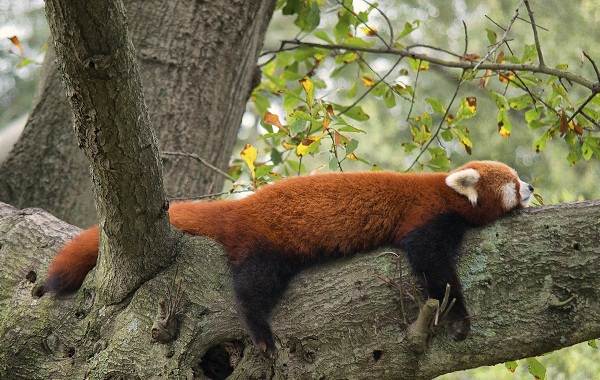 Красная-панда-животное-Описание-особенности-виды-образ-жизни-и-среда-обитания-панды-7