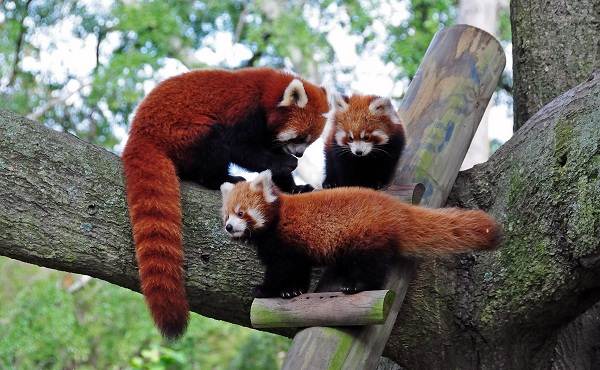 Красная панда