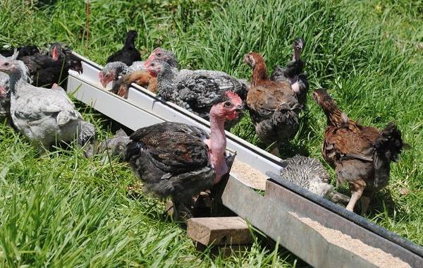 Куры-голые шеи-Описание-особенности-виды-уход и содержание-голые шеи-12