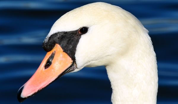 Фото: Лебедь шипун