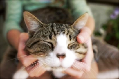 Люби свою кошку Люби свою кошку