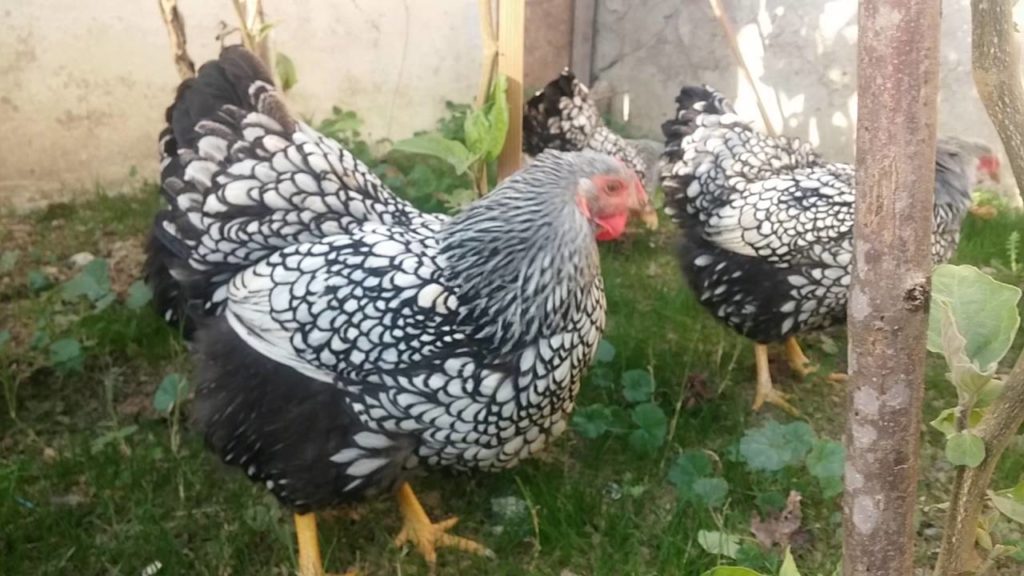 Порода кур Виандот