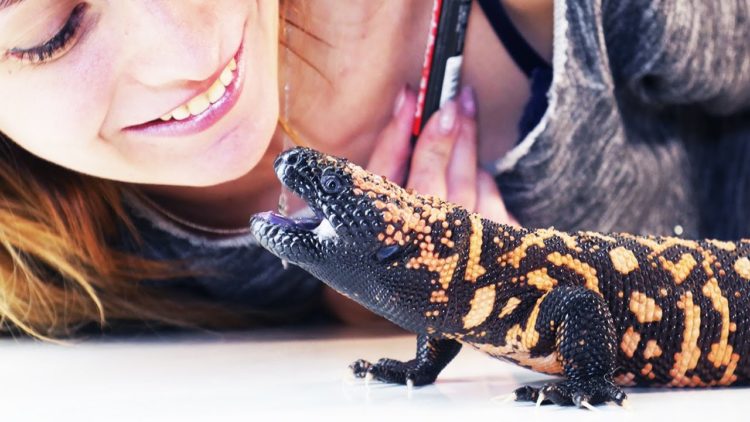 Ящерица во «всеоружии»: ядозуб