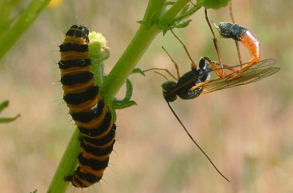 Оса-насекомое-описание-особенности-виды-образ жизни-и-среда обитания-всадник-19