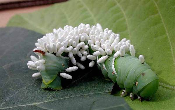 Оса-насекомое-описание-особенности-виды-образ жизни-и-среда обитания-наездник-21