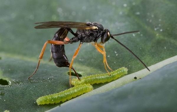 Наездник-насекомое-описание-особенности-виды-образ жизни-и-среда обитания-наездника-3