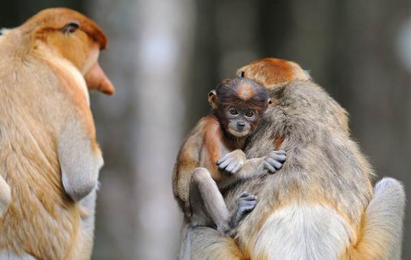 Хобот-обезьяна-Описание-особенности-виды-образ жизни-и-среда обитания-хоботок-13