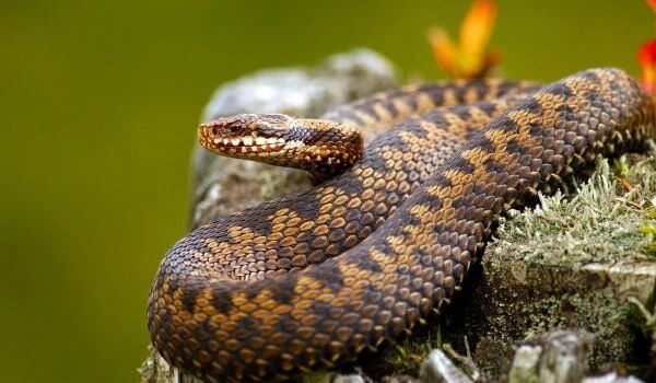 Фото: Ядовитая гадюка