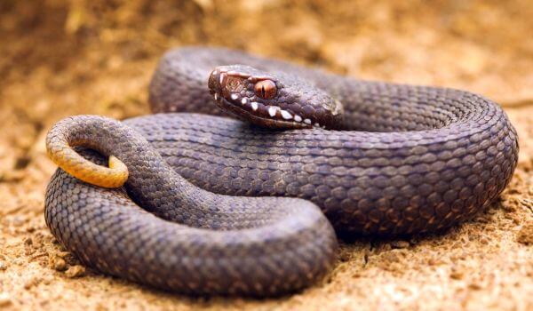 Фото: Гадюка из Красной книги Фото: Гадюка из Красной книги