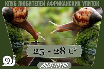 оптимальная темп-улитка-345x230-6234279