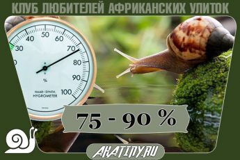 optimal-vlaga-ulitka-345x230-7461980