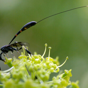 Оса всадник